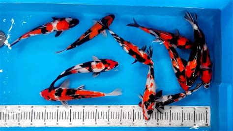 Jenis Ikan Koi Termahal Di Dunia Beserta Harganya