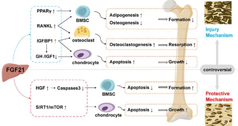 Injury And Protective Mechanisms Of FGF21 On The Bone FGF21 Stimulates