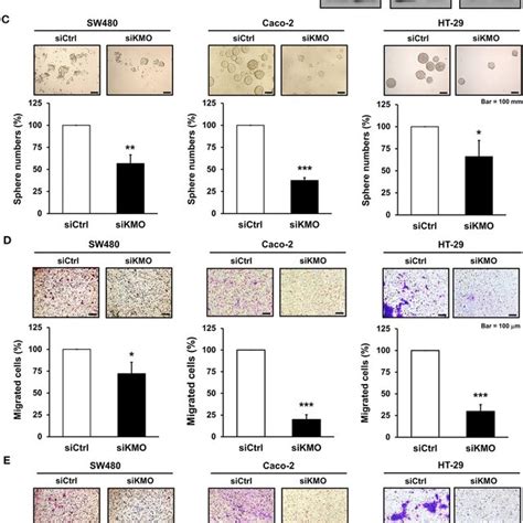 Knockdown Of Kmo Suppresses Stemness Properties And Motility Of Crc