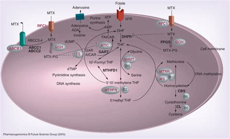 Intracellular Methotrexate Metabolic Pathway Figure Illustrates