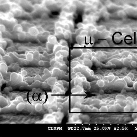 Sem Image Of Cell Formation On Top Of The Micro Pillars P M