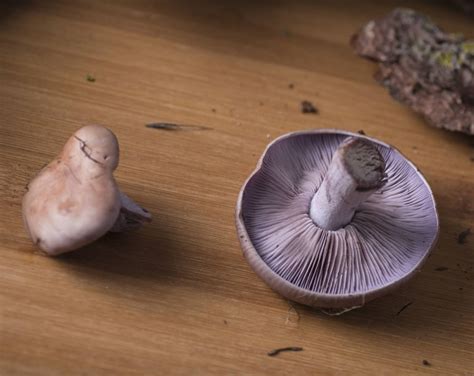 Pied Bleu Le Reconna Tre Le R Colter Et Cuisiner Ce Champignon