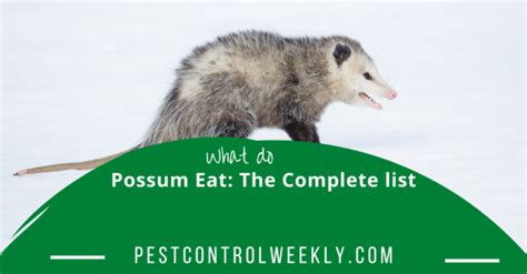 What Do Possum Eat: The Complete Food List ( & Diet)
