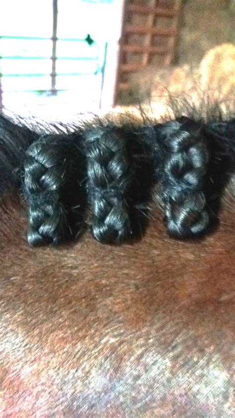 How to Make Money Braiding Horses - Savvy Horsewoman