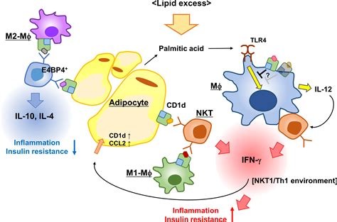 Frontiers Contribution Of Nkt Cells And Cd D Expressing Cells In