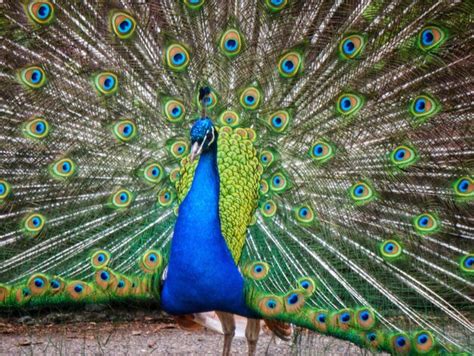 Premium Photo Beautiful Male Peacock Fanning At Beacon Hill Park