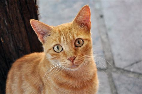 Beautiful Cats Orange Cats Beautiful Cats Cats