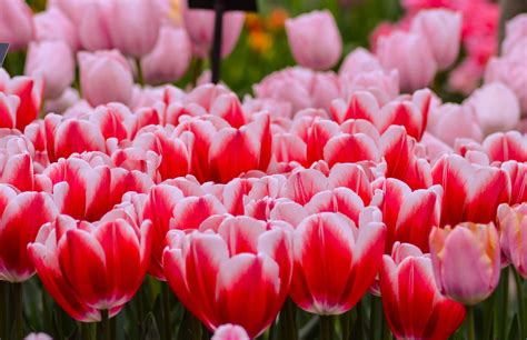 Tulip Keukenhof Belanda Musim Foto Gratis Di Pixabay Pixabay