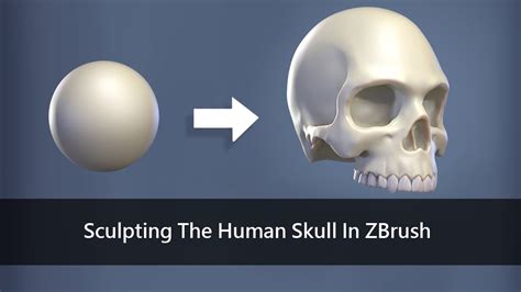 Sculpting The Human Skull In Zbrush Youtube