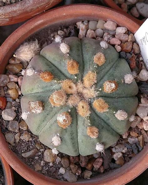 Astrophytum Asterias Nudum Ooibo