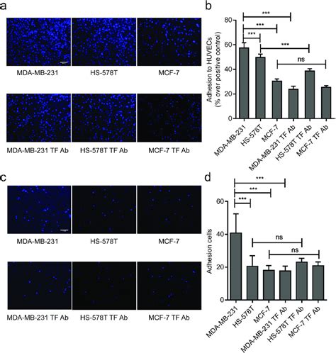 Effect Of Endogenous Tf On Mda Mb 231 Adhesion To Huvecs A Bthree