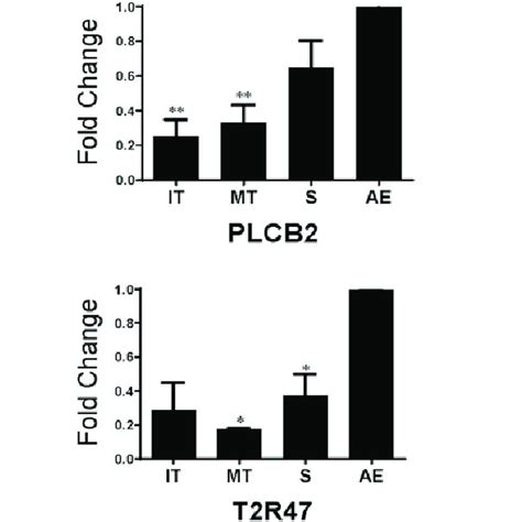 RNAscope In Situ Hybridization Labels A Rare Population Of Elongated