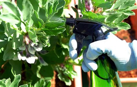 As Melhores Plantas Para Fazer Aduba O Verde Na Sua Horta