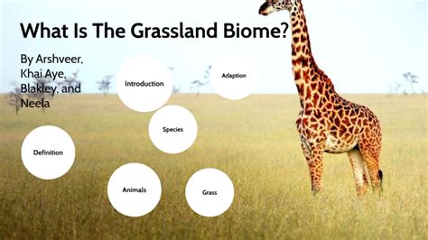 Grassland Biome by Arshveer Singh Saini on Prezi