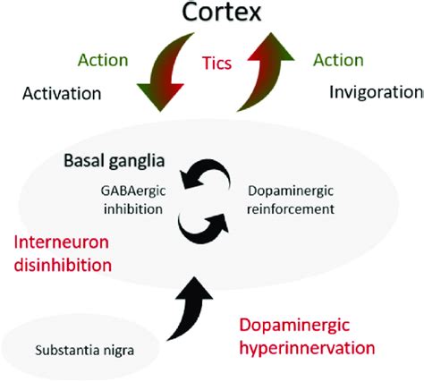 Simplified Model Of How Actions And Tics Arise In Health