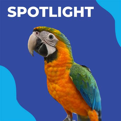 Buy Macaw Catalina Hybrid Exotic Parrot For Sale Dallas Parrots