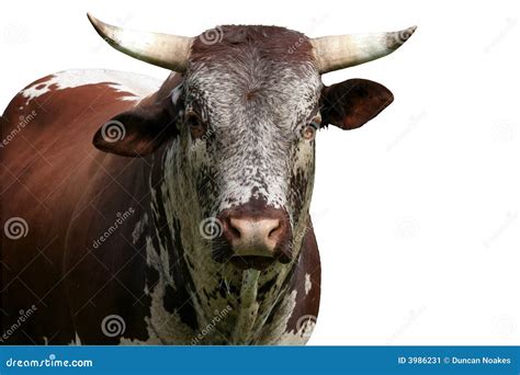 Nguni Cattle Royalty-Free Stock Photography | CartoonDealer.com #38807447