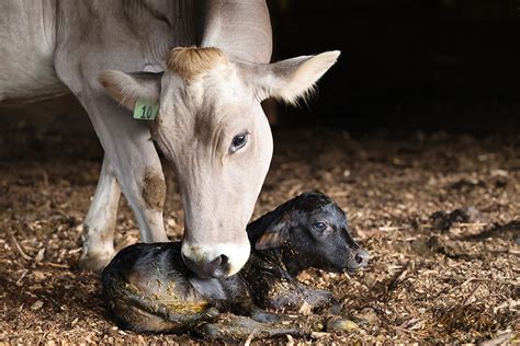 24 Hours with Shelburne Farms | Shelburne Farms