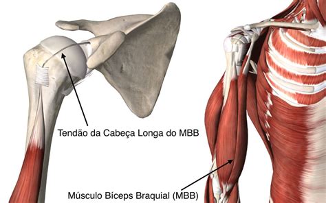 Anatomia Do Ombros Ortopedista Em Curitiba Especialista Em Ombro E