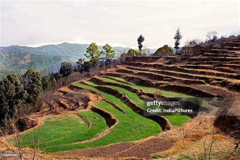 Terrace Farming Kumaon Uttaranchal Uttarakhand India News Photo