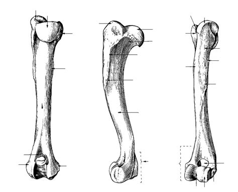 Humerus Bony Features Diagram Quizlet