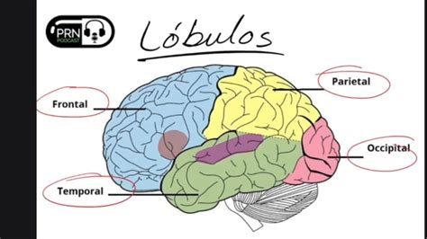 Cómo Se Forma El Cerebro Neurulación neurogénesis migración