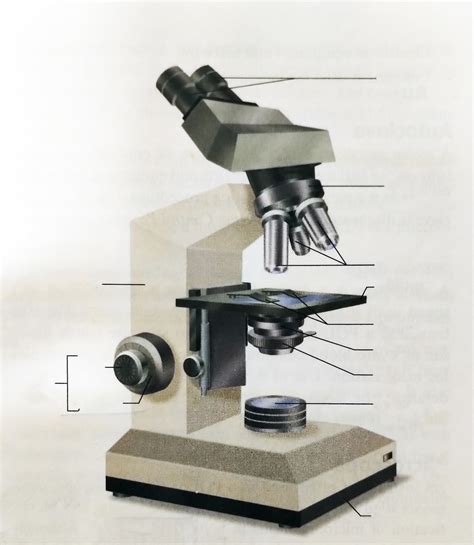 Chapter Orientation To The Lab Microscope Diagram Diagram Quizlet