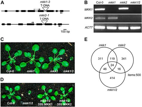 Figure From Arabidopsis Mitogen Activated Protein Kinase Kinases Mkk