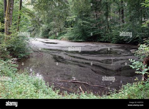 Dirty lake in the forest in Germany Stock Photo - Alamy