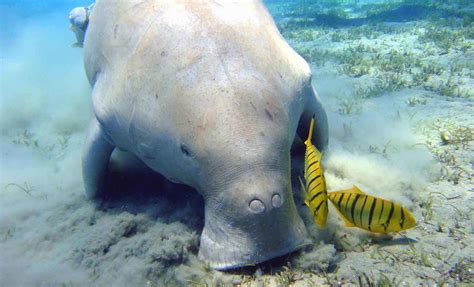 10 Unique Animals in Myanmar’s Mergui Archipelago - Burma Boating