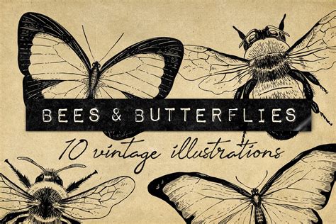 Vintage Bee Butterfly Illustrations Masterbundles