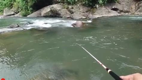 Ampuh Namun Jarang Digunakan Ini Umpan Jitu Mancing Ikan Wader Di Bali