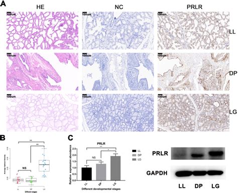 Expression And Localization Of Prlr In Mammary Gland Tissue At