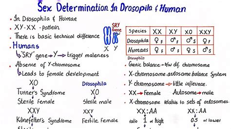 Comparison Of Sex Determination In Drosophila And Human Class