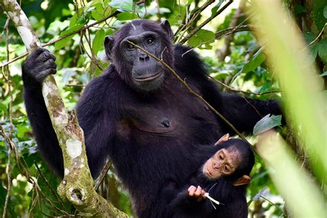 Chimpanzee Habituation Experience in Kibale National Park - Shadows Of Africa