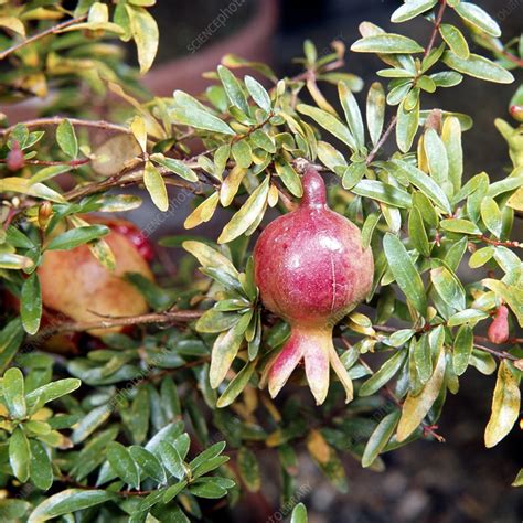 Punica Granatum Var Nana Stock Image B830 1526 Science Photo Library