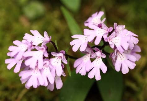 Free Images Blossom Flower High Herb Park Flora Wildflower