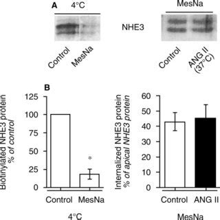 Actin Cytoskeleton Integrity Was Required For Angiotensin Ii Ang