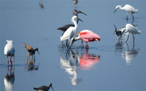 15 Beautiful Red Birds In Florida