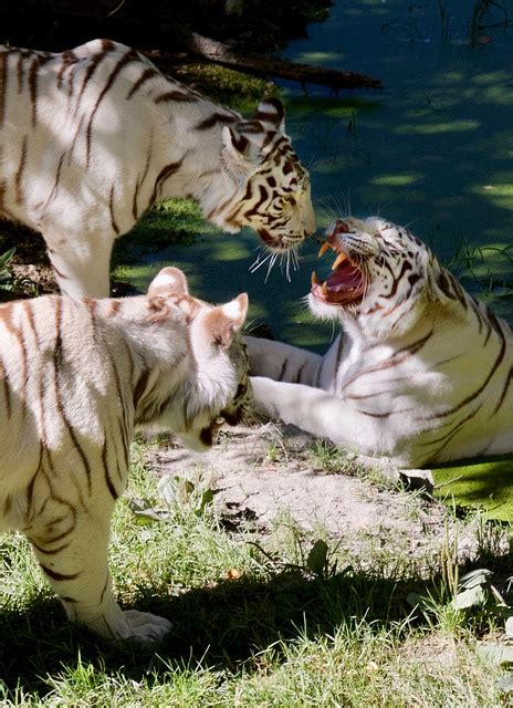 Tiger Feline Aggressive - Free photo on Pixabay - Pixabay