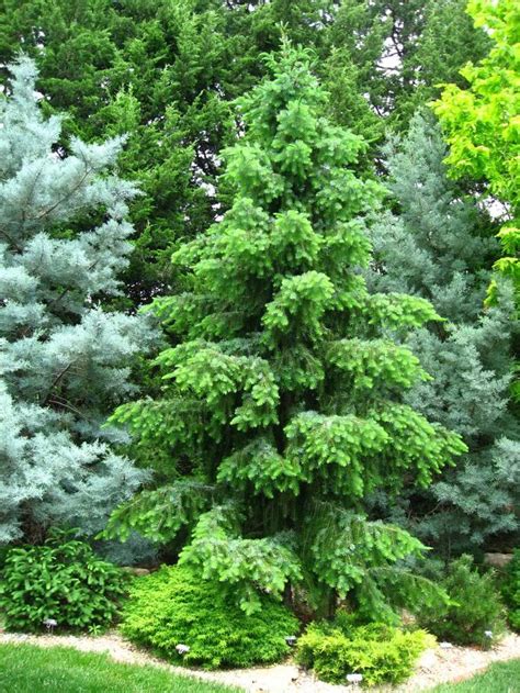 231 best conifers evergreen gardens images on Pinterest | Evergreen ...