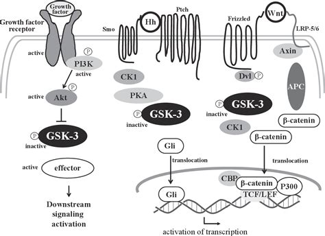 Figure 1 From Roles Of Glycogen Synthase Kinase 3 Gsk 3 In Cardiac