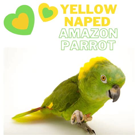 Yellow Naped Amazon Parrot Health Diet Personality Intelligence And Care