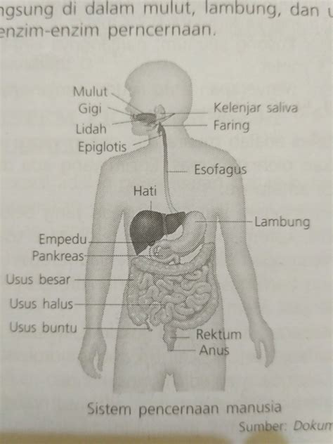 Sebutkan Sistem Pencernaan Pada Manusia