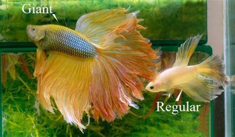 Ikan Cupang Giant Betta Giant Dzargon