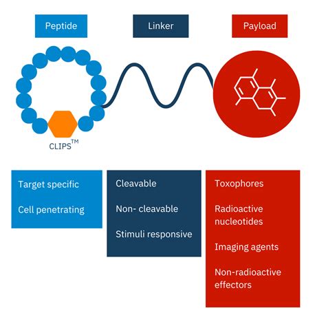 Linker Design In Peptide Drug Conjugates Blog Biosynth