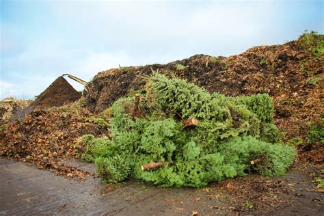 Christmas Tree Disposal Western Placer Waste Management Authority