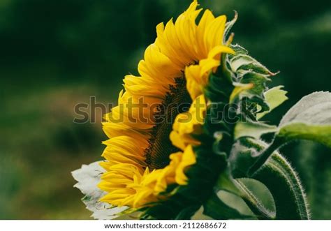 Closeup Sunflower Side View On Stock Photo 2112686672 | Shutterstock