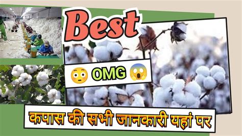 Information About Cotton Crop