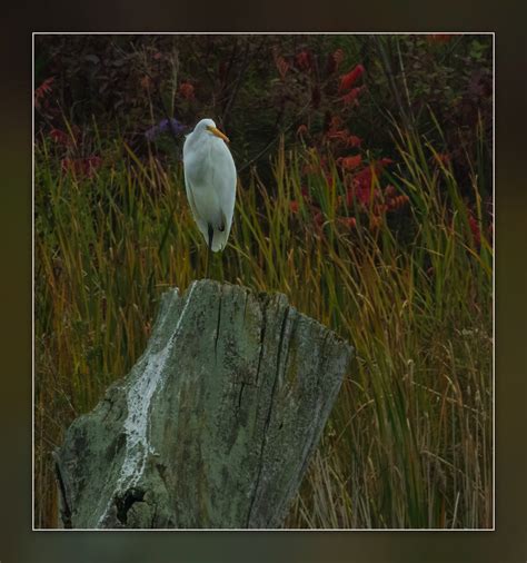 Egret Stephen Fine Art Photography Flickr